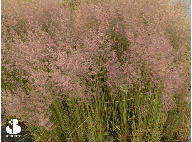 Calamagrostis × acutiflora   'Variegatum'